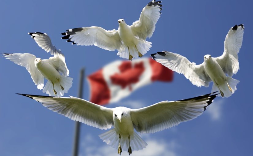 canada seagulls flag